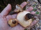 Tricholoma aurantium image