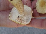 Hygrophorus flavodiscus image