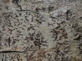 Arthonia rubella image