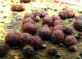 Nectria episphaeria image