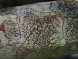 Trypethelium tropicum image