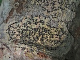 Trypethelium tropicum image