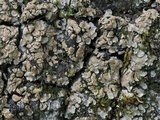 Placidium arboreum image
