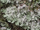 Parmotrema subisidiosum image