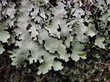 Parmotrema subisidiosum image