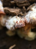 Merulius tremellosus image