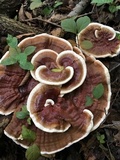 Ganoderma sessile image