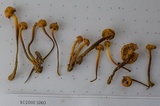 Xeromphalina enigmatica image