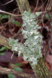 Platismatia tuckermanii image