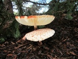 Leucoagaricus americanus image