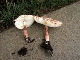 Leucoagaricus americanus image