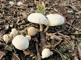 Leucocoprinus cepistipes image