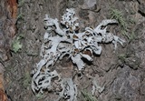 Pseudevernia intensa image
