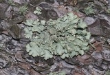 Flavopunctelia flaventior image