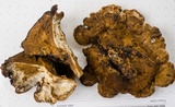 Ischnoderma benzoinum image