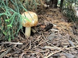 Agaricus nanaugustus image