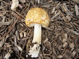 Agaricus nanaugustus image