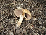 Agaricus nanaugustus image