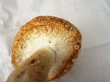 Agaricus nanaugustus image
