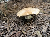 Agaricus nanaugustus image