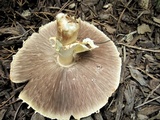 Agaricus nanaugustus image