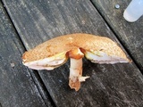 Agaricus nanaugustus image