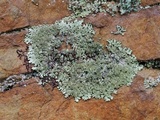 Parmelinopsis horrescens image