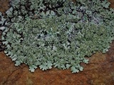 Parmelinopsis horrescens image