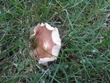 Rugosomyces carneus image