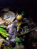 Calostoma lutescens image
