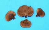 Tectella patellaris image