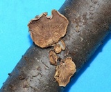 Tectella patellaris image