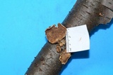 Tectella patellaris image