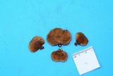 Tectella patellaris image