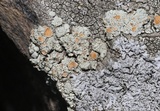 Rhizoplaca chrysoleuca image