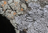Physcia tribacia var. tribacia image