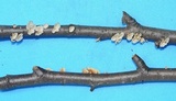 Plicaturopsis crispa image