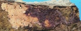 Ceriporia aurantiocarnescens image
