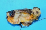 Hypocrea pallida image