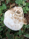 Leucoagaricus barssii image