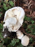 Leucoagaricus barssii image