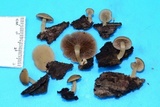 Homophron camptopodum image