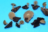 Homophron camptopodum image