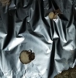 Homophron camptopodum image