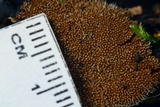 Polycephalomyces tomentosus image