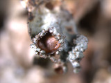 Platismatia tuckermanii image