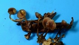 Mycena atkinsoniana image