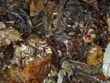 Mycena atkinsoniana image
