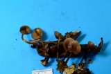 Mycena atkinsoniana image