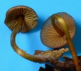 Mycena atkinsoniana image